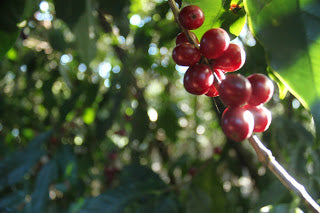 Daterra, Cerrado, Brazil 2011