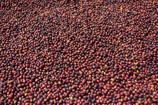 Thoughts on Developing Bean Quality