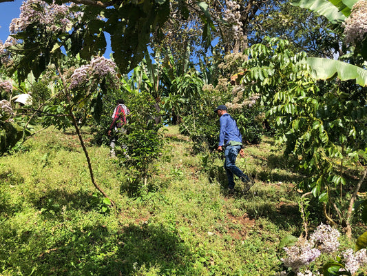 A small village dedicated to farming | Buku