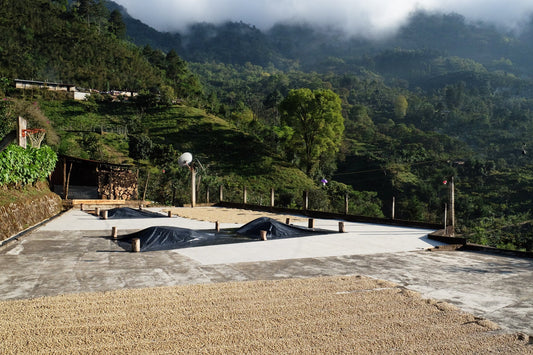 Variety Garden | Get access to all the information