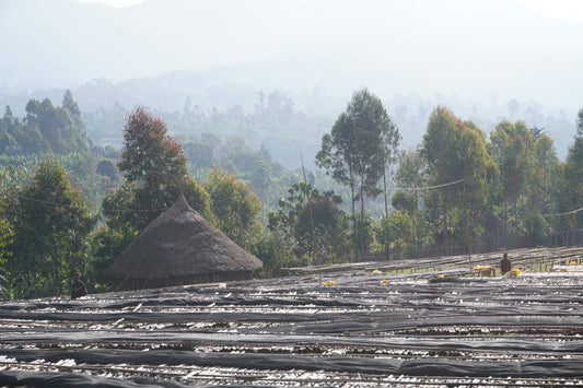 Going to origin | Ethiopia