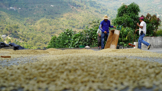 Head of Sourcing at Coffee Collective