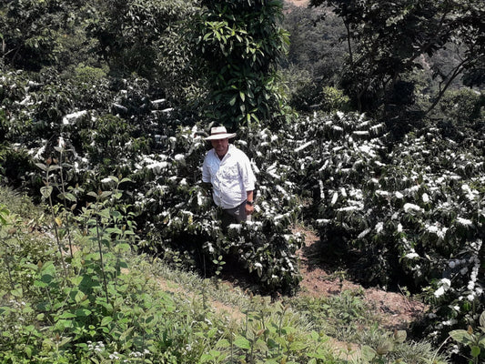 How much is the farmer paid | Palacios