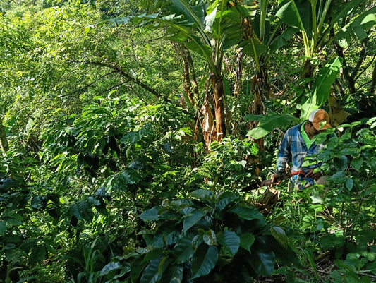 How much is the farmer paid | El Vergel