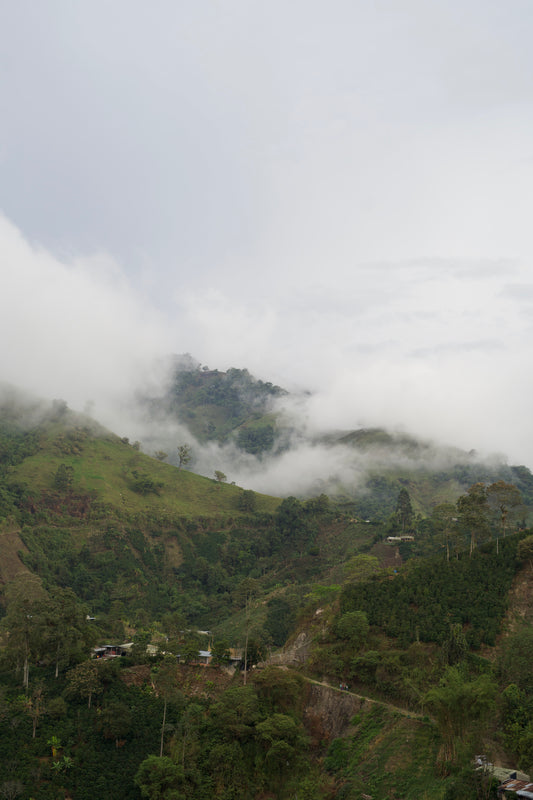 View of a forested area with clouds partially obscuring the landscape