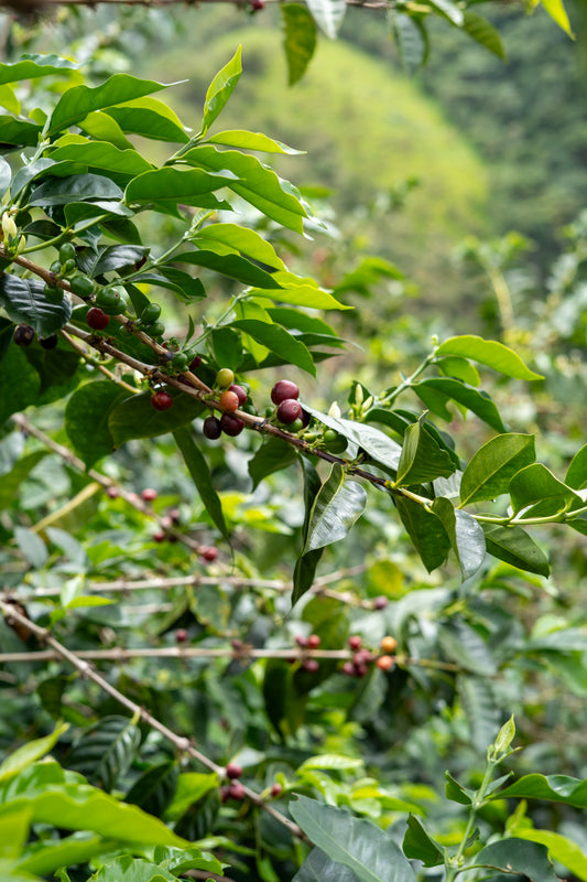 Coffee cherries on a branch with green leaves