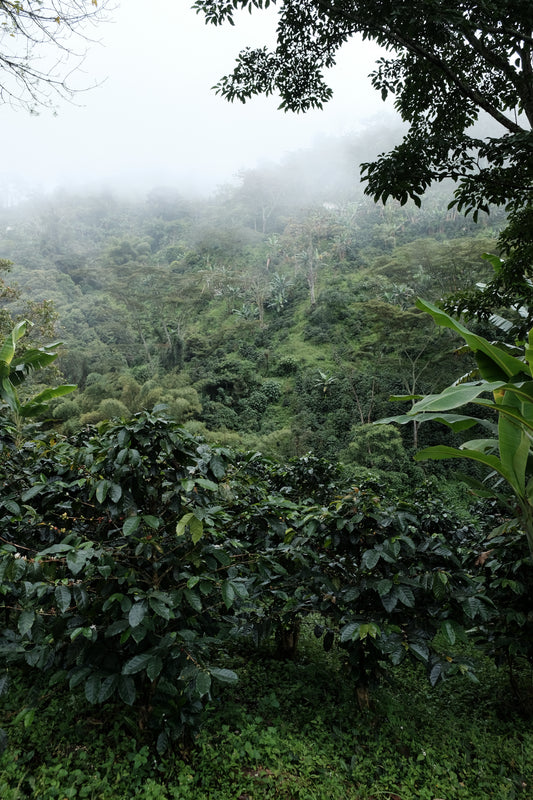 Forest with coffee plants and misty background