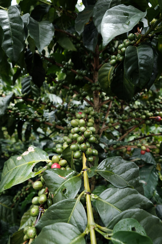 Coffee cherries on a coffee plant with green leaves