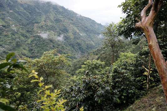 Green mountainous landscape with trees and a clear sky