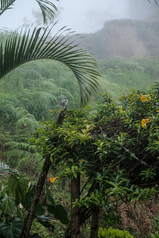 Bird perched on a branch amidst lush greenery with mountains in the background