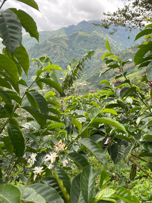 Coffee plants with white flowers in a lush green landscape with mountains.