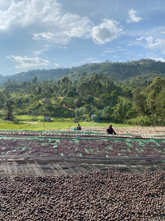 Tables of drying coffee cherries with a mountainous background