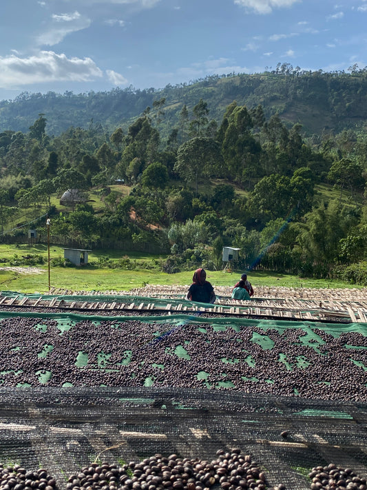 Two people standing on a grassy hill next to tables of drying coffee beans, with a scenic view of trees and mountains.