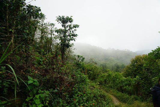 Forest in Peru with misty mountains in the background