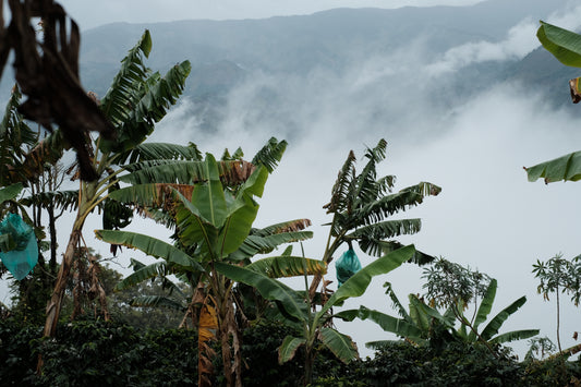 Banana trees with misty mountains in the background