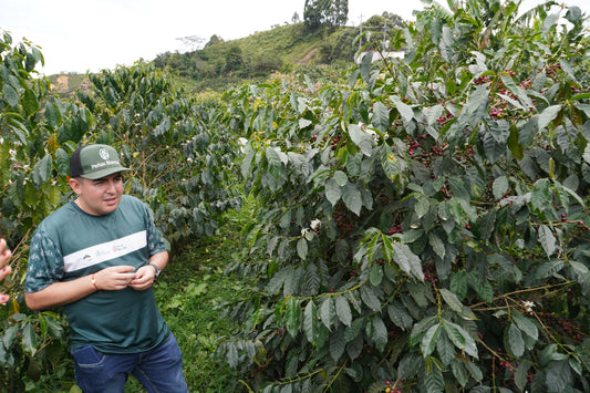 Man standing among coffee plants with red coffee cherries in a coffee farm
