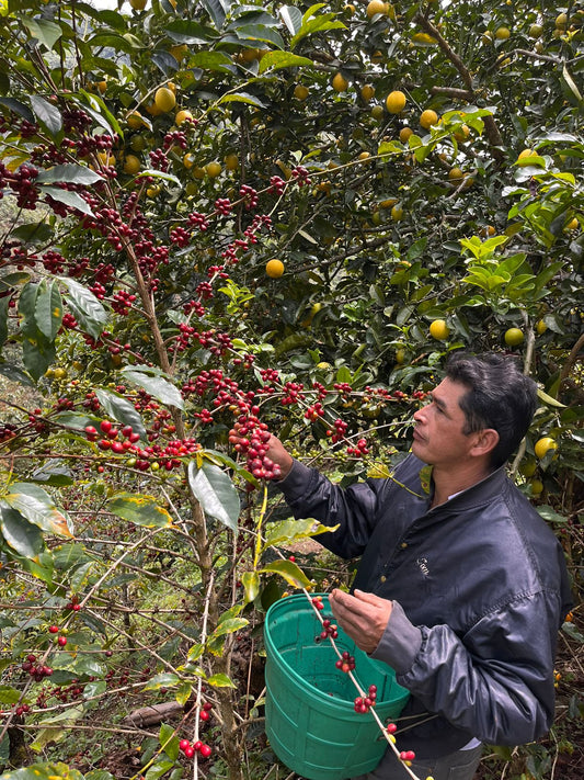 Man inspecting coffee berries on a tree with a green bucket