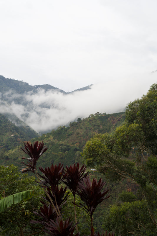 Tropical forest with misty clouds